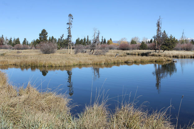 Wetlands. Photo by Dawn Ballou, Pinedale Online.