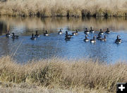 Geese. Photo by Dawn Ballou, Pinedale Online.