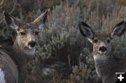 Cute buggers. Photo by Dave Bell.