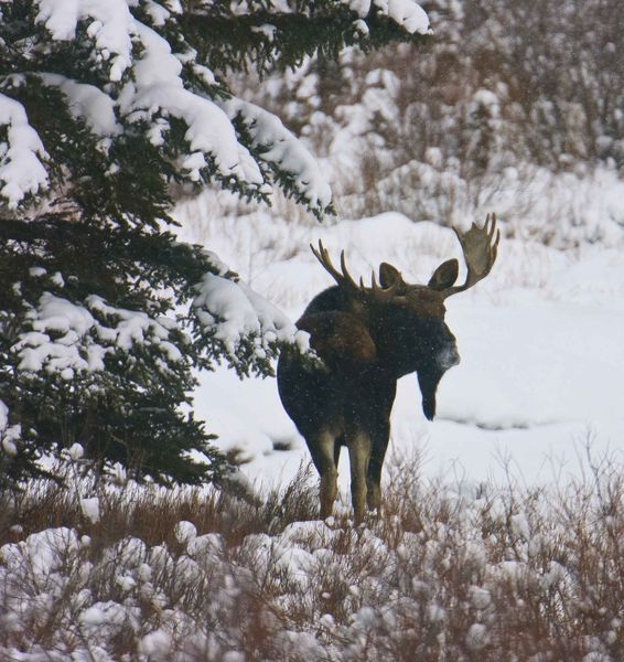 Grand Bull. Photo by Dave Bell.