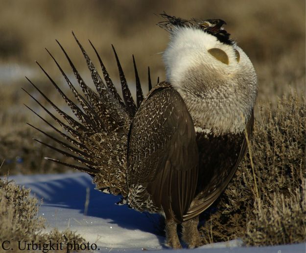 Sage Grouse. Photo by Cat Urbigkit, Pinedale Online.