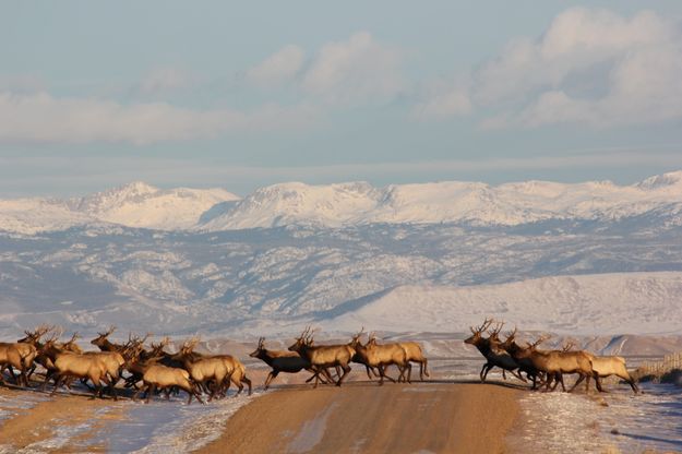 Big Bulls. Photo by Karen Forrester.