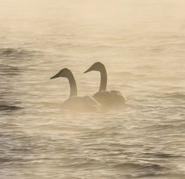 Two Swans. Photo by Dave Bell.