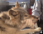 Missouri Wolf. Photo by Missouri Department of Conservation.