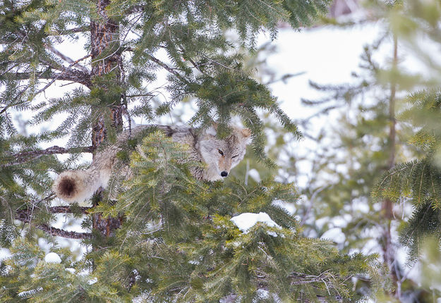 Coyote in a tree. Photo by Betty Boehm.