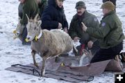 Released. Photo by Mark Gocke, Wyoming Game & Fish.