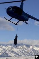 Flying her in. Photo by Mark Gocke, Wyoming Game & Fish.