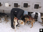 Harnessing the dogs. Photo by Joy Ufford.