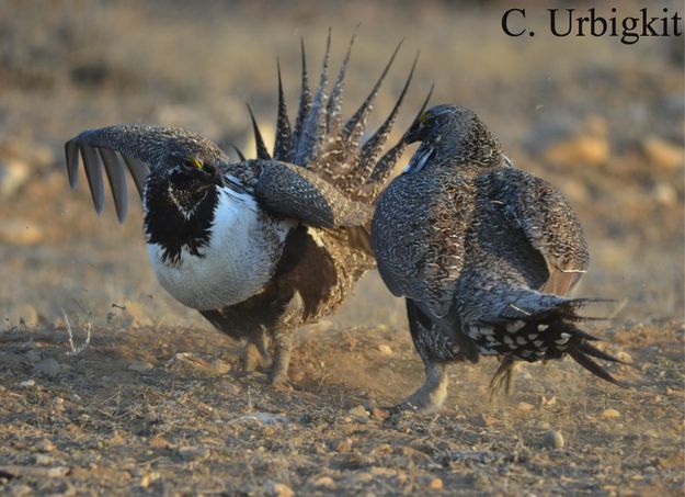 Dancin. Photo by Cat Urbigkit.