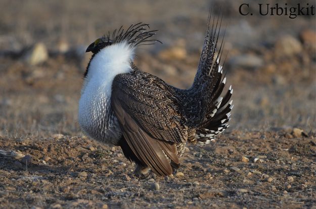 Side view. Photo by Cat Urbigkit.