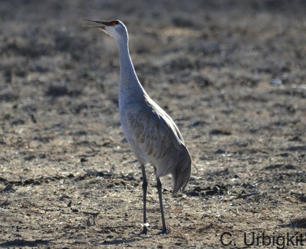 Sandhill cranes are back. Photo by Cat Urbigkit.