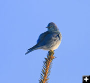 Bluebirds are back. Photo by Dave Bell.