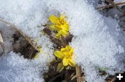 Blooming cold. Photo by Dave Bell.