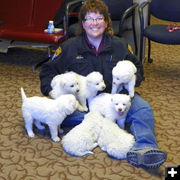 Sheep dog puppies. Photo by Sweetwater County Sheriffs Office.