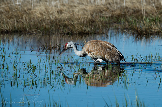 Sandhill crane. Photo by Arnold Brokling.