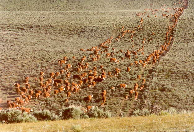 Green River Drift. Photo by Upper Green River Cattle Association.