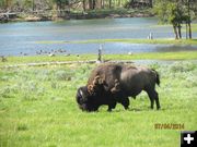 Bison. Photo by Amanda and Eduardo Martinez.