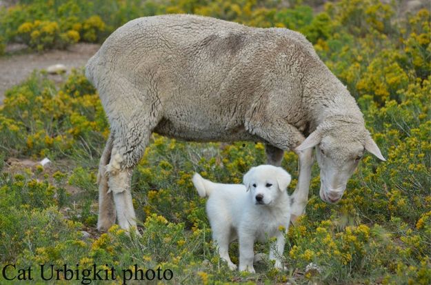 PupEweGrazing. Photo by Cat Urbigkit.