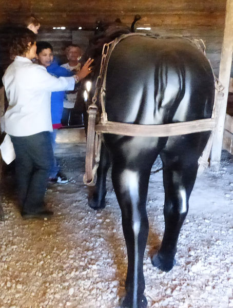 Harnessing a horse. Photo by Clint Gilchrist.