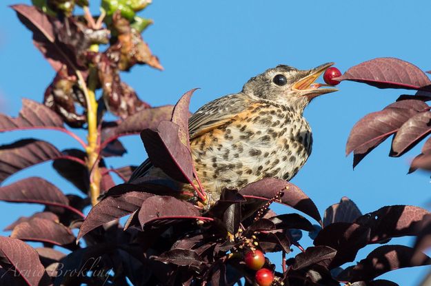 Chokecherry. Photo by Arnold Brokling.