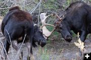 Two bull moose. Photo by Arnold Brokling.