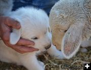 Introduction. Photo by Cat Urbigkit.