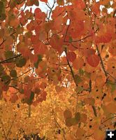 Fall Color Splash. Photo by Dave Bell.