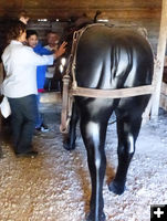 Harnessing a horse. Photo by Clint Gilchrist.