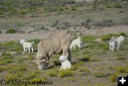 Well Guarded Ram. Photo by Cat Urbigkit.