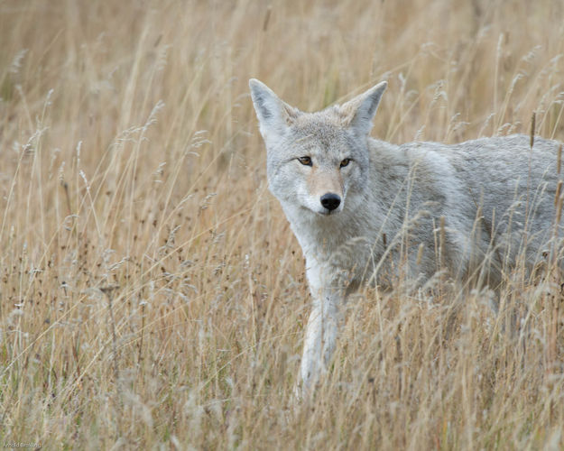 Coyote. Photo by Arnold Brokling.