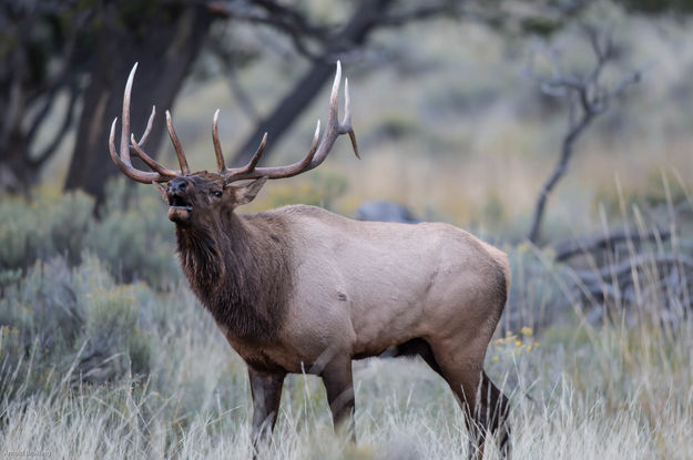 Bull elk. Photo by Arnold Brokling.