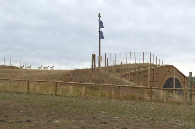 Pronghorn crossing. Photo by Dawn Ballou, Pinedale Online.