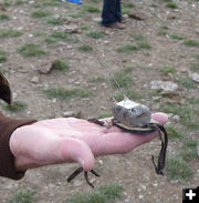 Grouse transmitter. Photo by .