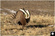 Sage Grouse. Photo by Sublette County Conservation District.