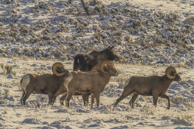 4 Rams and a Moose. Photo by Dave Bell.