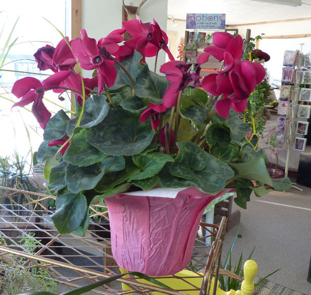 Potted Flowers. Photo by Dawn Ballou, Pinedale Online.