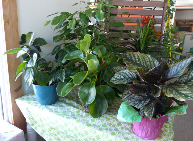 Green plants. Photo by Dawn Ballou, Pinedale Online.