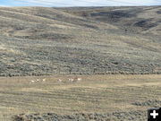 Antelope. Photo by Dawn Ballou, Pinedale Online.