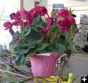 Potted Flowers. Photo by Dawn Ballou, Pinedale Online.