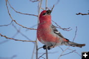 Pine Grosbeak. Photo by Arnold Brokling.