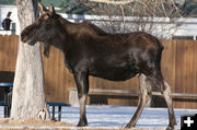 Mr. Moose. Photo by Tyler Foster.