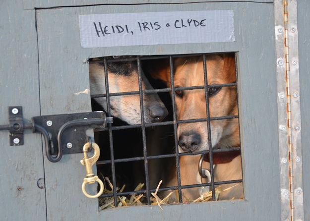 Heidi, Iris & Clyde. Photo by Terry Allen.