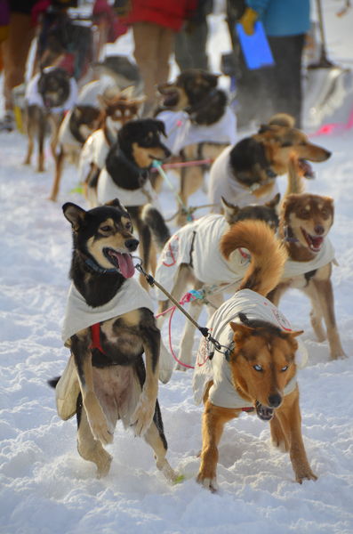 Ready to run. Photo by Terry Allen.