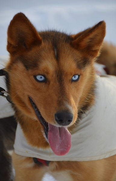 Blue Steel. Photo by Terry Allen.