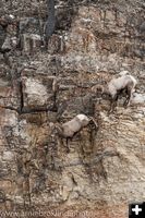 Big Horn Sheep. Photo by Arnold Brokling.