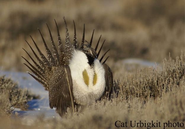 Sage Grouse. Photo by Cat Urbigkit.