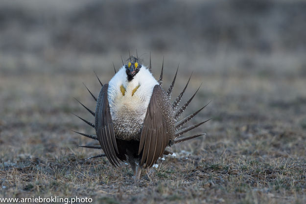 Sage Grouse. Photo by Arnold Brokling.