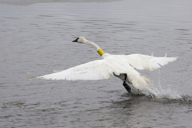 Trumpeter Swan. Photo by Mark Gocke, Wyoming Game & Fish.