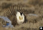 Sage Grouse. Photo by Cat Urbigkit.