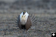 Sage Grouse. Photo by Arnold Brokling.
